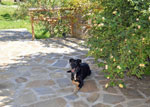 Urlaub mit Hund im Cilento