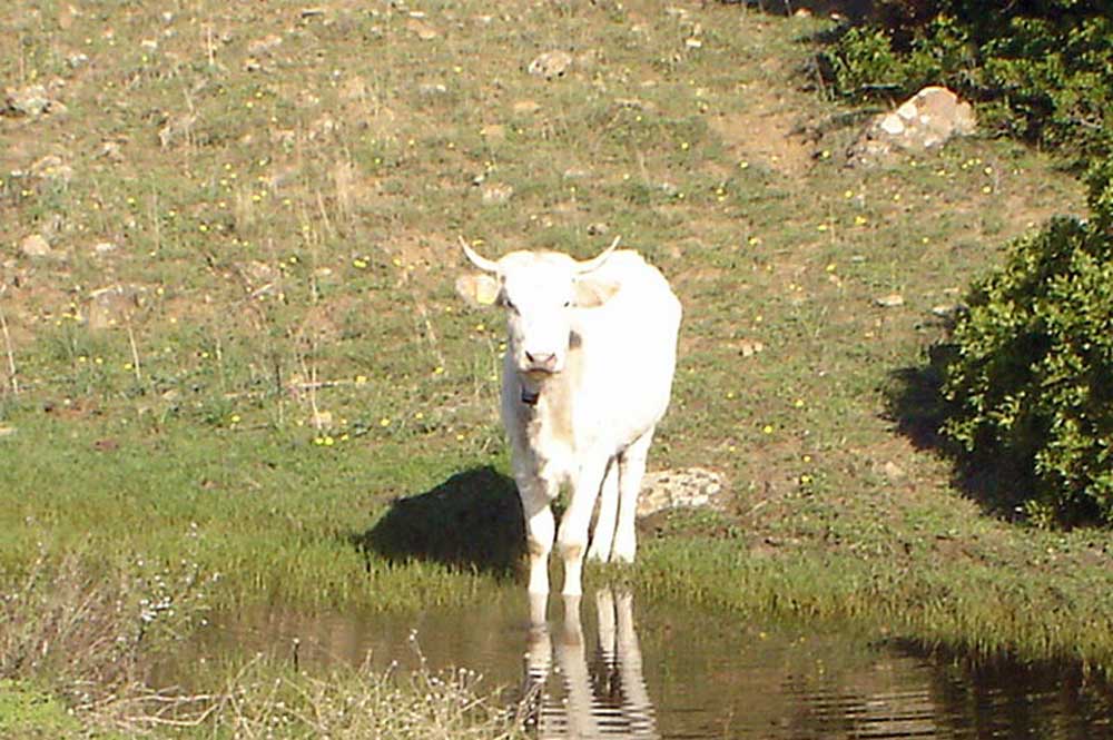 Kühe sind je nach Jahreszeit häufig hier zu sehen