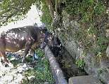 Je nach Jahreszeit häufig im Cilento anzutreffen, imposante aber ungefährliche Kühe