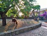 Das Pony auf der Suche nach Maulbeeren Carmela, das Pony auf der Suche nach Maulbeeren