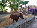 Das Pony Carmela unterm Maulbeerbaum Das Pony Carmela unterm Maulbeerbaum