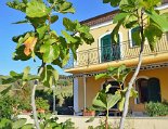 Zur passenden Jahreszeit wachsen Feigen direkt vor der Terrasse der Ferienwohnung