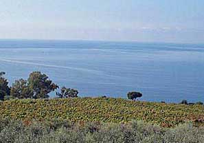 Ausblick über Weinreben und Olivenbäumen aufs weite Meer