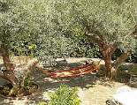 Schattenspendene Olivenbäume im Garten Schattenspendene Olivenbäume im Garten