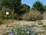 Ein Meer von Wildblumen am Haus