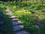 Der Gemüse- und Kräutergarten Der Gemüse- und Kräutergarten