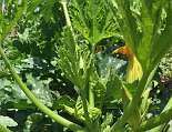 Reif für die Küche - Zucchini und die Blüten Reif für die Küche - Zucchini und die Blüten