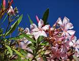 Irgendetwas blüht immer im Cilento, hier der Oleander