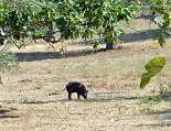 Auch (kleine) Wildschweine gibt es im Cilento zu sehen