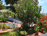Umgeben von Blumen mit Blick aufs Meer Umgeben von Blumen mit Blick aufs Meer