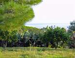 Gartenblick, Ferienwohnung Caretta II Gartenblick von der Ferienwohnung Caretta II