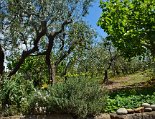 Der Kräutergarten und Olivenhain hinter den Haus