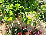 Blumen zeigen farbliche Vielfalt Blumen zeigen farbliche Vielfalt